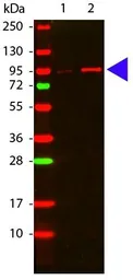 Anti-AKT (phospho Thr308) antibody used in Western Blot (WB). GTX28933