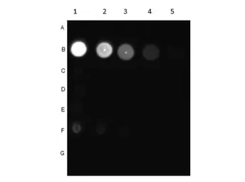 Anti-AKT (phospho Thr308) antibody used in Dot blot (Dot). GTX28933