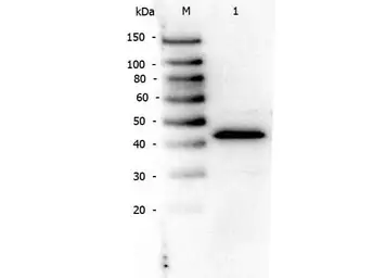 Anti-PPAR alpha antibody used in Western Blot (WB). GTX28934