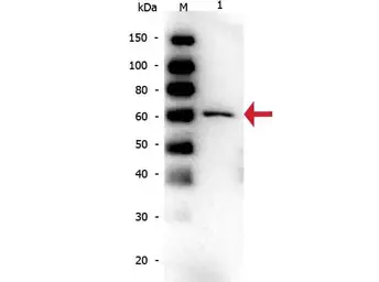 Anti-BSA antibody [5F9] used in Western Blot (WB). GTX29092