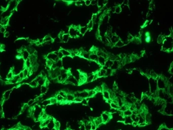 Anti-Cytokeratin 8 antibody [RCK106] used in IHC (Frozen sections) (IHC-Fr). GTX29219
