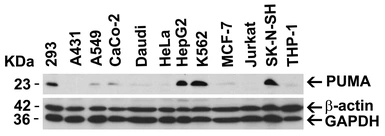 Anti-PUMA antibody used in Western Blot (WB). GTX29643