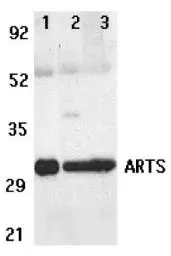 Anti-ARTS antibody used in Western Blot (WB). GTX29651