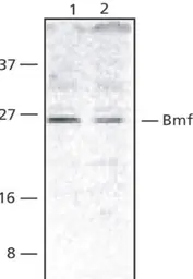 Anti-BMF antibody used in Western Blot (WB). GTX29653