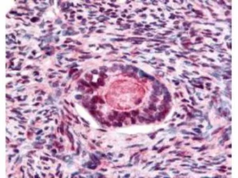 Anti-GSK3 beta (phospho Ser9) antibody used in IHC (Paraffin sections) (IHC-P). GTX29769