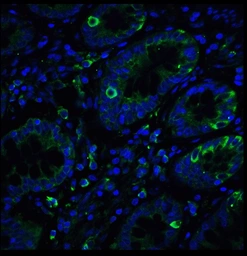 Anti-IRE1 alpha antibody used in Immunocytochemistry/ Immunofluorescence (ICC/IF). GTX30005
