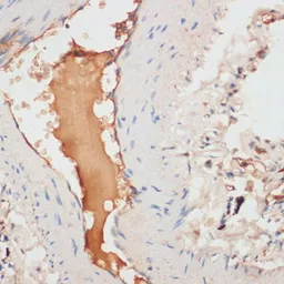 Anti-Apolipoprotein CI antibody used in IHC (Paraffin sections) (IHC-P). GTX30057