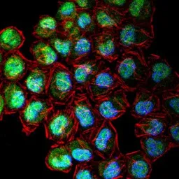 Anti-CENPF antibody used in Immunocytochemistry/ Immunofluorescence (ICC/IF). GTX30232