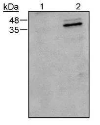 Anti-Caspase 9 antibody [LAP6 96-2-22] used in Western Blot (WB). GTX30245