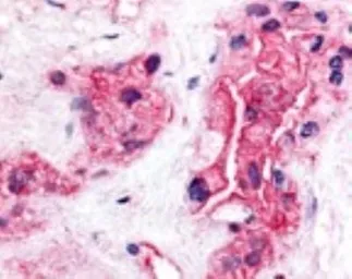 Anti-TERT antibody [2C4] used in IHC (Paraffin sections) (IHC-P). GTX30410