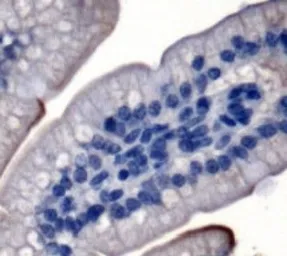 Anti-NPC1L1 antibody used in IHC (Paraffin sections) (IHC-P). GTX30599