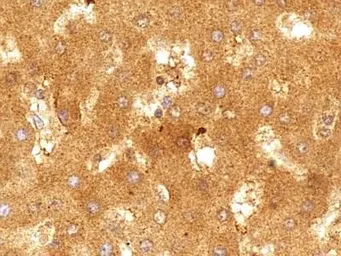 Anti-SR-BI + SR-BII antibody used in IHC (Paraffin sections) (IHC-P). GTX30630