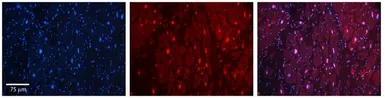 Anti-HIPK2 antibody, Internal used in IHC (Paraffin sections) (IHC-P). GTX30803