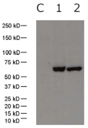 Anti-Influenza A virus Nucleoprotein antibody used in Western Blot (WB). GTX30852