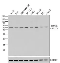 Anti-alpha Tubulin antibody [236-10501] used in Western Blot (WB). GTX31126