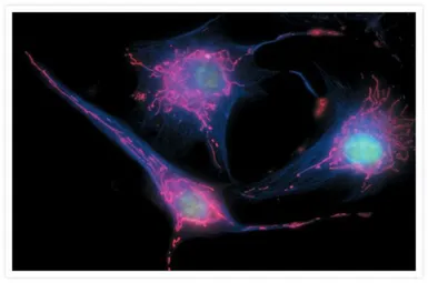 Anti-alpha Tubulin antibody [236-10501] used in Immunocytochemistry/ Immunofluorescence (ICC/IF). GTX31126