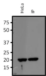 Anti-RhoA + RhoB + RhoC antibody [1A11-4G10] used in Immunoprecipitation (IP). GTX31128