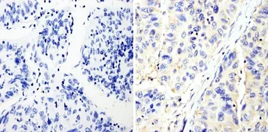Anti-RhoA + RhoC antibody [1B3-4A10] used in IHC (Paraffin sections) (IHC-P). GTX31144