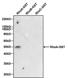 Anti-RhoA antibody [1B8-1C7] used in Western Blot (WB). GTX31145