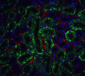 Anti-DFFB antibody used in IHC (Paraffin sections) (IHC-P). GTX31257
