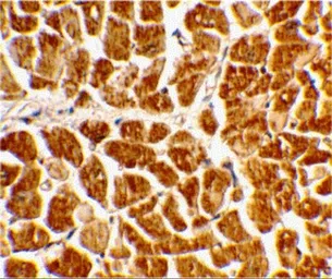 Anti-CX3CR1 antibody used in IHC (Paraffin sections) (IHC-P). GTX31260