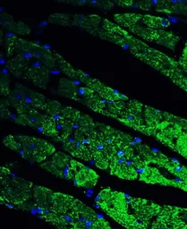 Anti-CX3CR1 antibody used in IHC (Paraffin sections) (IHC-P). GTX31260