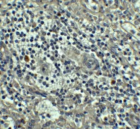 Anti-Caspase 8 antibody used in IHC (Paraffin sections) (IHC-P). GTX31284