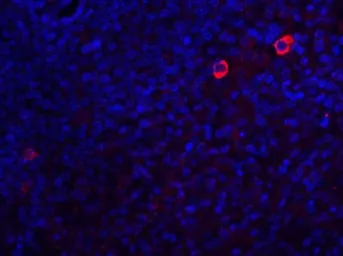 Anti-Caspase 8 antibody used in IHC (Paraffin sections) (IHC-P). GTX31284