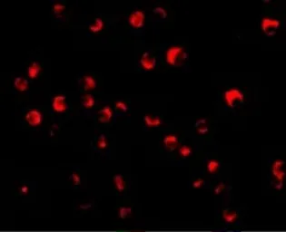 Anti-Caspase 8 antibody used in Immunocytochemistry/ Immunofluorescence (ICC/IF). GTX31284