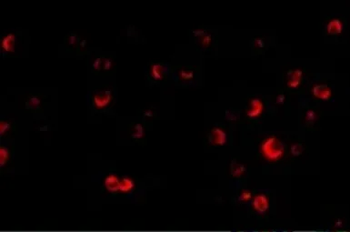 Anti-TSC2 antibody used in Immunocytochemistry/ Immunofluorescence (ICC/IF). GTX31287