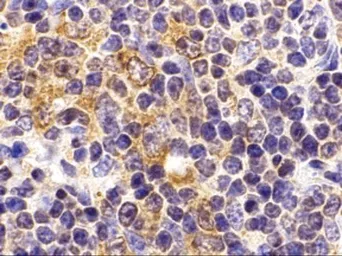 Anti-TLR9 antibody used in IHC (Paraffin sections) (IHC-P). GTX31294