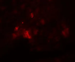 Anti-PD-L1 antibody used in IHC (Paraffin sections) (IHC-P). GTX31308