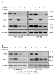 Anti-PD-L1 antibody used in Western Blot (WB). GTX31308