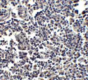 Anti-IL33 antibody used in IHC (Paraffin sections) (IHC-P). GTX31317