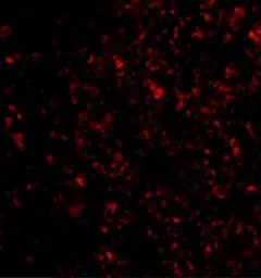 Anti-IL33 antibody used in IHC (Paraffin sections) (IHC-P). GTX31317