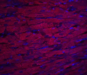 Anti-ASAH1 antibody used in IHC (Paraffin sections) (IHC-P). GTX31356