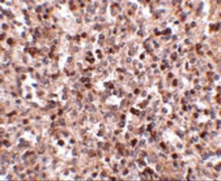 Anti-KLRA1 antibody used in IHC (Paraffin sections) (IHC-P). GTX31370