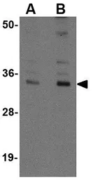 Anti-ATG5 antibody used in Western Blot (WB). GTX31372
