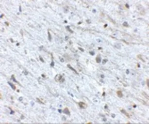 Anti-FKBP15 antibody used in IHC (Paraffin sections) (IHC-P). GTX31377