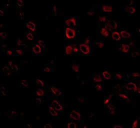 Anti-FKBP15 antibody used in IHC (Paraffin sections) (IHC-P). GTX31377