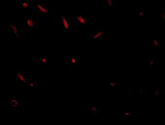 Anti-C20orf11 antibody used in IHC (Paraffin sections) (IHC-P). GTX31384
