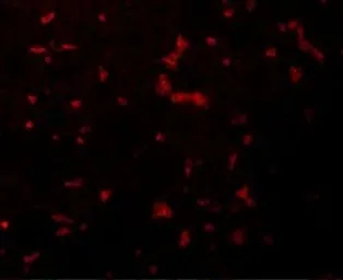 Anti-RIP antibody used in IHC (Paraffin sections) (IHC-P). GTX31389