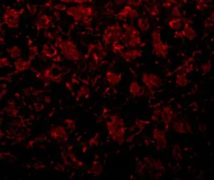 Anti-GOLPH2 antibody used in IHC (Paraffin sections) (IHC-P). GTX31391