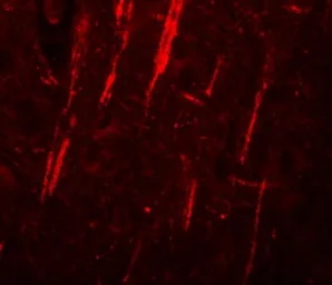Anti-NLRP12 antibody used in IHC (Paraffin sections) (IHC-P). GTX31418