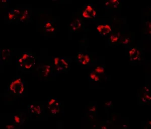 Anti-Serine palmitoyltransferase 2 antibody used in Immunocytochemistry/ Immunofluorescence (ICC/IF). GTX31437