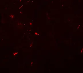 Anti-Draxin antibody used in IHC (Paraffin sections) (IHC-P). GTX31456