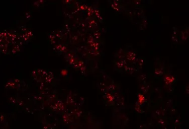 Anti-NKX2.8 antibody used in IHC (Paraffin sections) (IHC-P). GTX31471