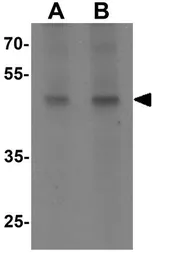 Anti-WIPI1 antibody used in Western Blot (WB). GTX31497