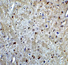 Anti-LMX1A antibody used in IHC (Paraffin sections) (IHC-P). GTX31507