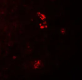 Anti-PRKCDBP antibody used in IHC (Paraffin sections) (IHC-P). GTX31530